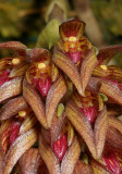 Bulbophyllum singaporeanum. Close-up.
