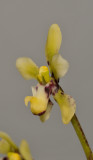 Pomatocalpa bicolor. Close-up side.