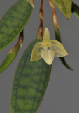 Bulbophyllum lygeron. Close-up.