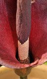 Amorphophallus konjac