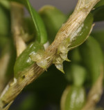 Bulbophyllum absconditum. Close-up.