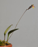 Bulbophyllum andreeae