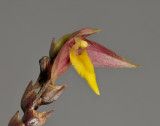 Bulbophyllum andreeae. Close-up.