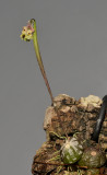 Bulbophyllum averyanovii