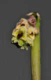 Bulbophyllum averyanovii. Close-up.