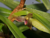 Bulbophyllum betchei aff. Closer.