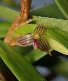 Bulbophyllum betchei aff. Close-up.