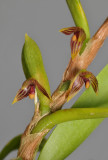 Bulbophyllum betchei aff. Close-up.