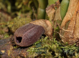 Bulbophyllum ustusfortiter. Close-up.