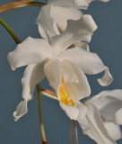 Coelogyne cristata. Close-up.