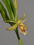 Coelogyne pallens. Closer.