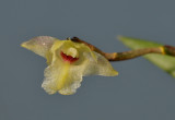 Dendrobium reginanivis. Close-up.