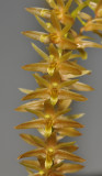 Dendrochilum sp. Close-up.