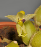 Bulbophyllum apertum. Close-up.