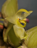 Bulbophyllum apertum. Close-up.