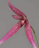 Bulbophyllum woelfliae. Close-up