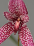 Bulbophyllum woelfliae. Close-up.