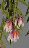 Dendrobium alaticaulinum. Closer.