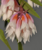 Dendrobium alaticaulinum. Close-up.