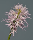 Orchis italica. Closer.