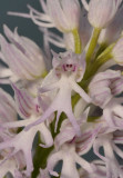 Orchis italica. Close-up.