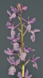 Orchis mascula (O. pinetorum)