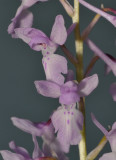 Orchis mascula (O. pinetorum). Close-up.