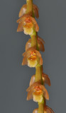 Pholidota carnea subsp. carnea. Close-up.