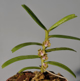 Trichoglottis geminata