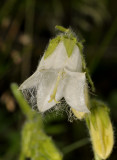 Campanula barbata fma. alba. Close-up