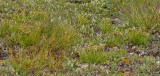 Chamorchis alpina in habitat.