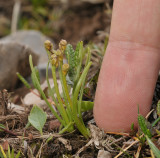 Chamorchis alpina with finger.