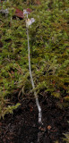 Epipogium aphyllum. Whole plant.