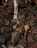 Epipogium aphyllum. Rhizome.