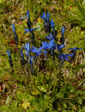 Gentiana bavarica