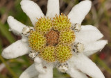 Leontopodium alpinum. Close-up.