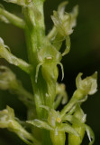 Malaxis monophyllos. Close-up
