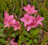 Rhododendron hirsutum. Close-up