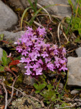 Thymus praecox ssp. polytrichus