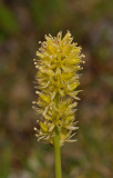 Tofieldia calyculata. Close-up.