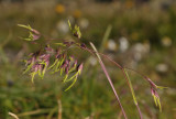 Viviparous grass