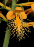 Platanthera ciliaris. Close-up.