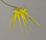 Bulbophyllum pecten-veneris. Closer.