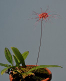 Bulbophyllum gracillimum