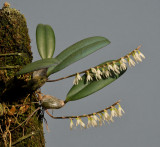 Bulbophyllum oxychilum