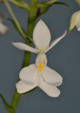 Calanthe coodei