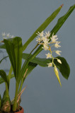 Coelogyne flexuosa