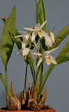 Coelogyne huettneriana