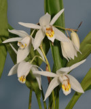 Coelogyne huettneriana. Closer.