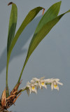 Coelogyne sanderiana